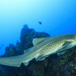 Laden Sie das Bild in den Galerie-Viewer, Freediving Liveaboard - Thailand - 29.04-07.05.2026