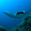Laden Sie das Bild in den Galerie-Viewer, Freediving Liveaboard - Thailand - 29.04-07.05.2026