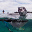 Laden Sie das Bild in den Galerie-Viewer, Freediving Liveaboard Galapagos - 02.08.-09.08.2027