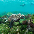 Laden Sie das Bild in den Galerie-Viewer, Freediving Liveaboard Galapagos - 02.08.-09.08.2027