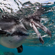 Laden Sie das Bild in den Galerie-Viewer, Freediving Liveaboard Galapagos - 02.08.-09.08.2027