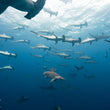 Laden Sie das Bild in den Galerie-Viewer, Freediving Liveaboard Galapagos - 02.08.-09.08.2027