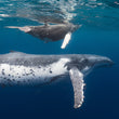 Laden Sie das Bild in den Galerie-Viewer, Freediving Liveaboard Galapagos - 02.08.-09.08.2027