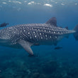 Laden Sie das Bild in den Galerie-Viewer, Freediving Liveaboard Galapagos - 02.08.-09.08.2027