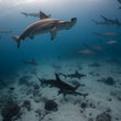 Laden Sie das Bild in den Galerie-Viewer, Freediving Liveaboard Galapagos - 02.08.-09.08.2027