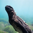 Laden Sie das Bild in den Galerie-Viewer, Freediving Liveaboard Galapagos - 02.08.-09.08.2027
