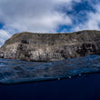 Laden Sie das Bild in den Galerie-Viewer, Freediving Galapagos