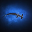 Laden Sie das Bild in den Galerie-Viewer, Freediving in Galapagos with Hammerhead Sharks
