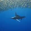 Laden Sie das Bild in den Galerie-Viewer, Marlin Run - Magdalena Bay 5-9.12.2025