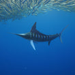 Laden Sie das Bild in den Galerie-Viewer, Marlin Run - Magdalena Bay 5-9.12.2025