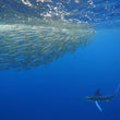 Laden Sie das Bild in den Galerie-Viewer, Marlin Run - Magdalena Bay 5-9.12.2025