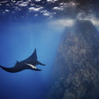 Laden Sie das Bild in den Galerie-Viewer, Socorro Island - 27.11.-05.12.2025