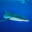 Laden Sie das Bild in den Galerie-Viewer, Socorro Island - 27.11.-05.12.2025