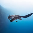 Laden Sie das Bild in den Galerie-Viewer, Socorro Island - 27.11.-05.12.2025