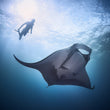 Laden Sie das Bild in den Galerie-Viewer, Socorro Island - 27.11.-05.12.2025