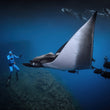 Laden Sie das Bild in den Galerie-Viewer, Socorro Island - 27.11.-05.12.2025