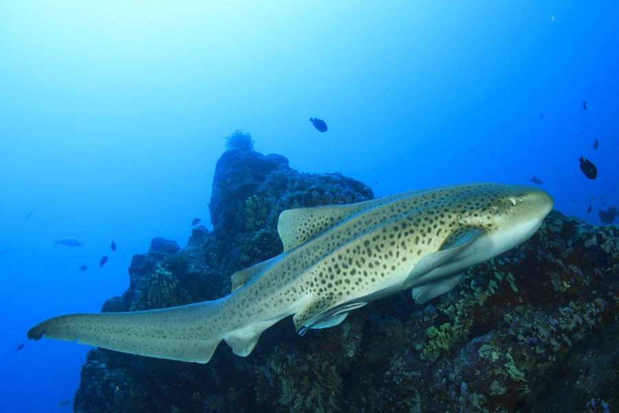 Freediving Liveaboard - Thailand - 29.04-07.05.2026
