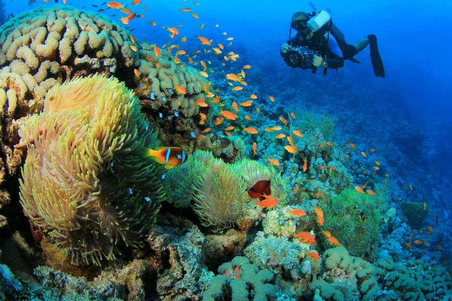 Freediving Liveaboard - Thailand - 29.04-07.05.2026