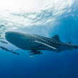 Laden Sie das Bild in den Galerie-Viewer, Freediving Liveaboard - Thailand - 29.04-07.05.2026
