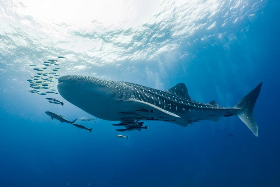 Freediving Liveaboard - Thailand - 29.04-07.05.2026