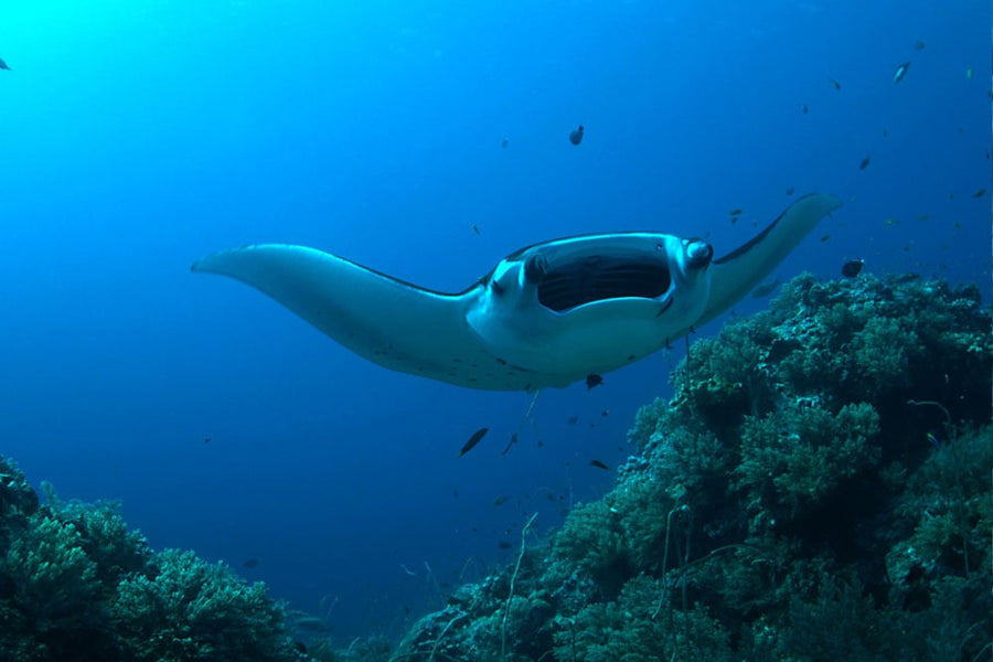 Freediving Liveaboard - Thailand - 29.04-07.05.2026
