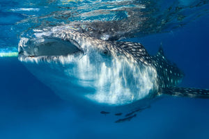 Freediving Liveaboard - Thailand - 29.04-07.05.2026