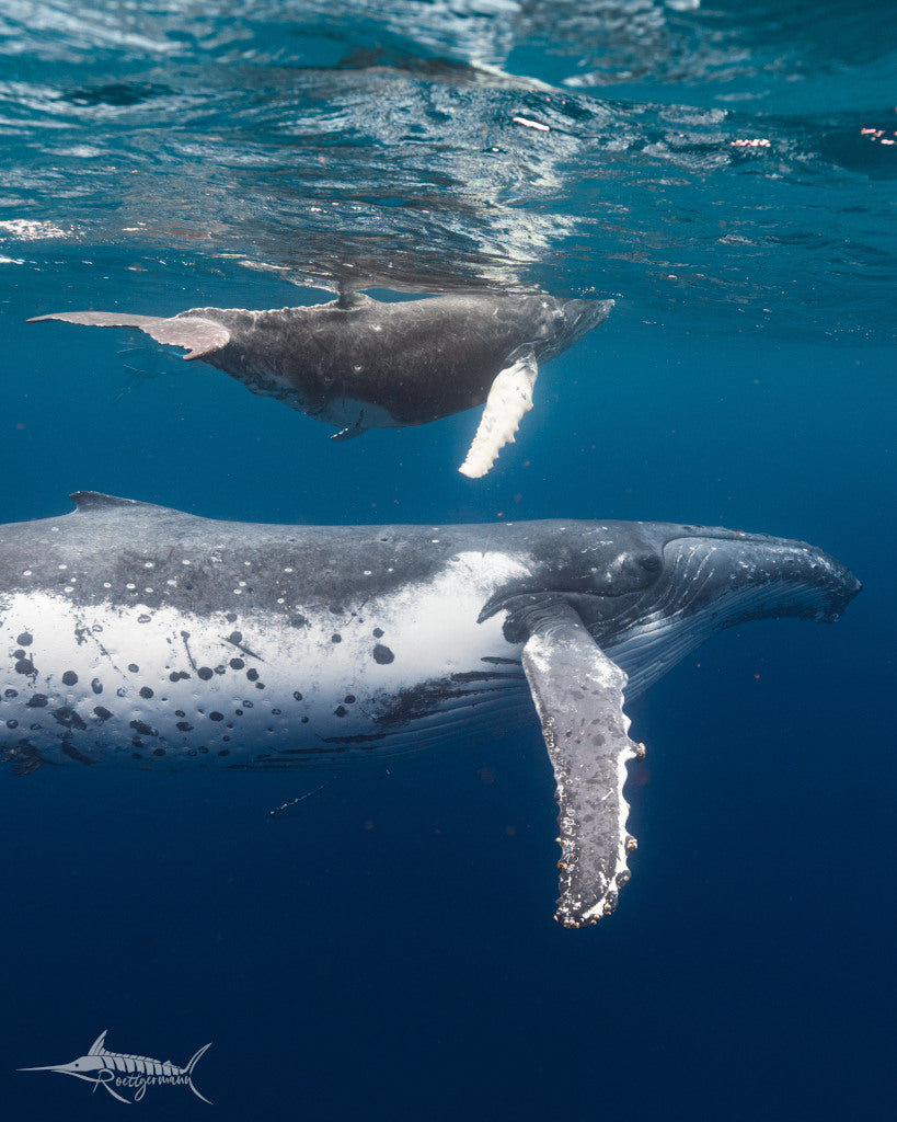 Freediving Liveaboard Galapagos - 02.08.-09.08.2027