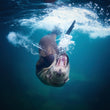 Laden Sie das Bild in den Galerie-Viewer, Freediving Galapagos - Galápagos sea lion
