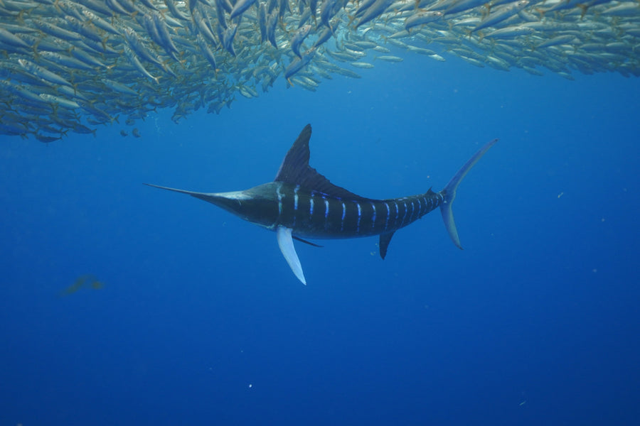 Marlin Run - Magdalena Bay 5-9.12.2025