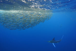 Marlin Run - Magdalena Bay 5-9.12.2025